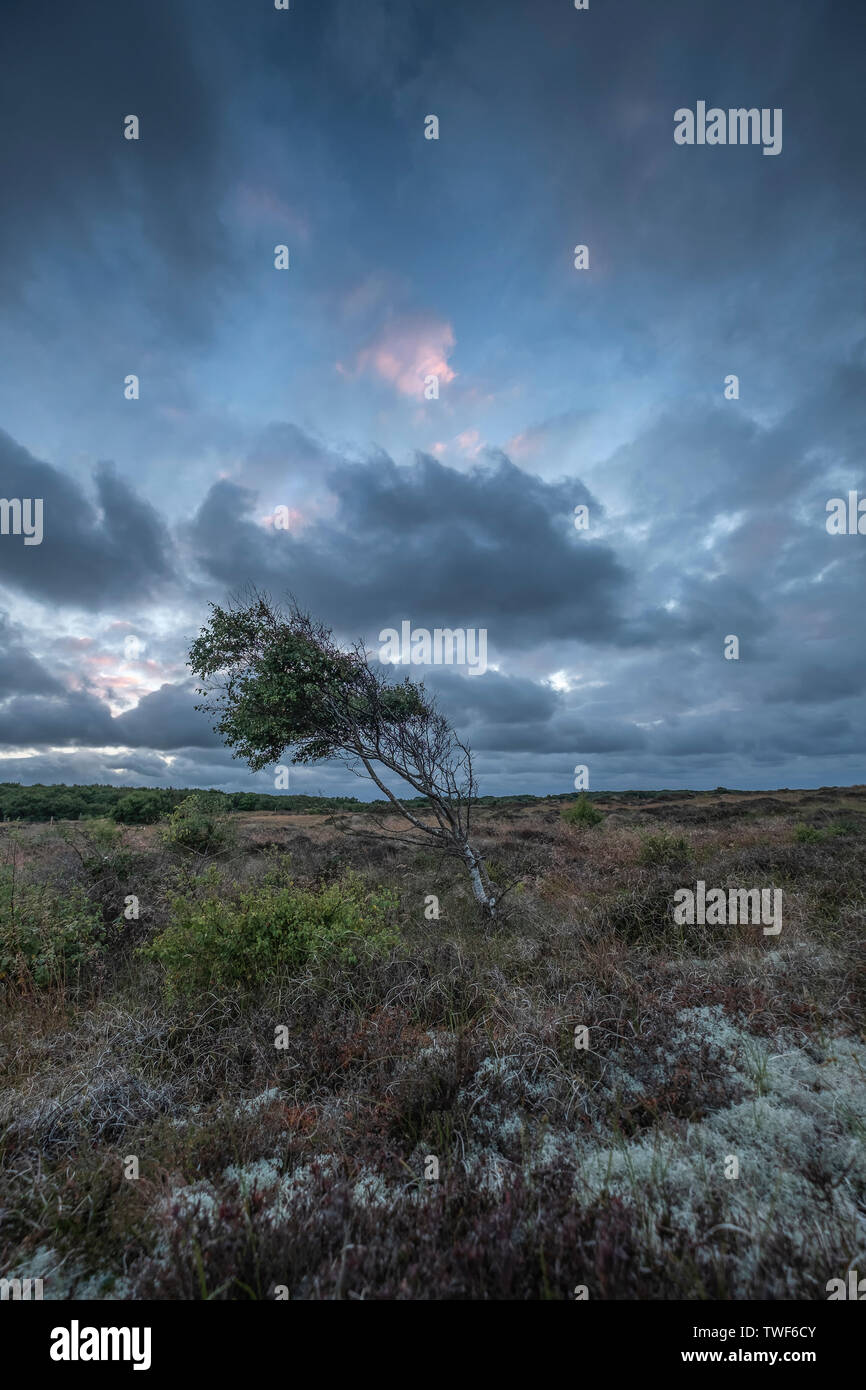 Einsame Silver Birch tree Winterton auf Meer bei Sonnenuntergang. Stockfoto