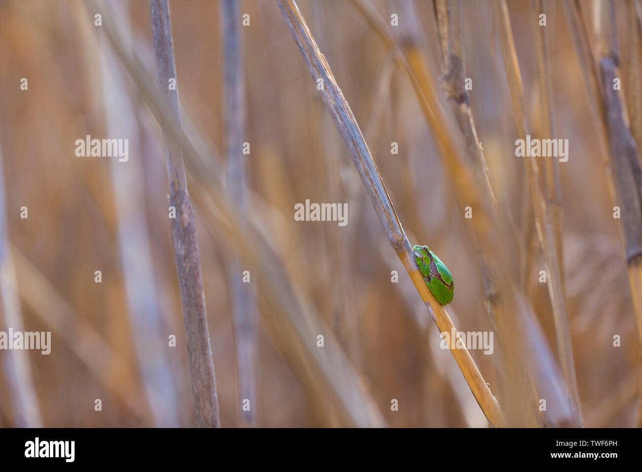 Ranita de San Antonio (Hyla arborea), Frösche, Feuchtgebiete, Europa Stockfoto