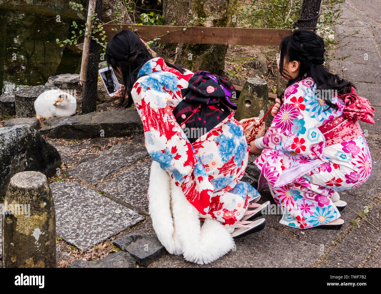 Frauen in traditioneller Kleidung fotografieren Katze und sie ihr Smartphone bei Kodaiji Tempel in Kyoto in Japan. Stockfoto