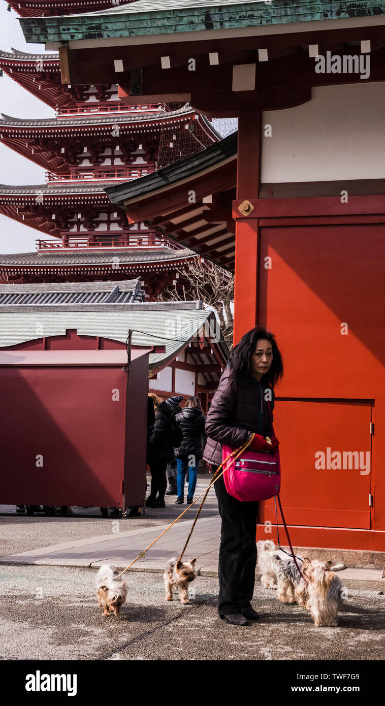 Frau, die in der Straße zu Fuß vier kleine Hunde in Asakusa Tokyo in Japan. Stockfoto