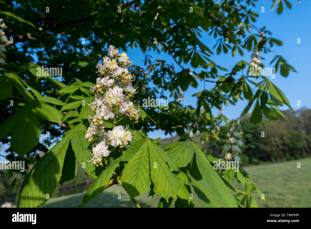 Rosskastanie Baum; Aesculus hippocastanum; Blüte; Pinetum Gärten; Cornwall, UK Stockfoto