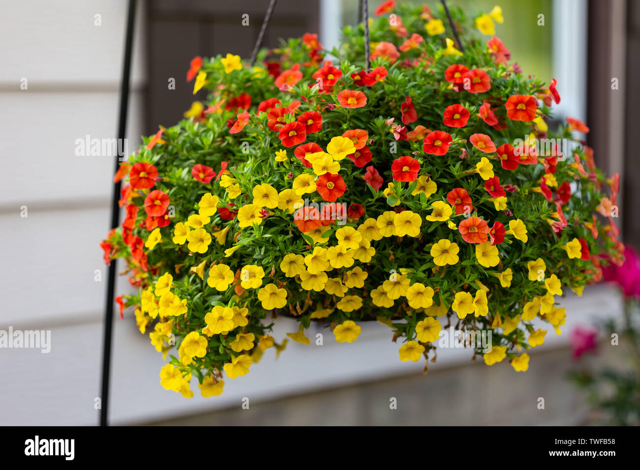 Einen weiten Blick von einem hängenden Korb von Millionen Glocken Blumen Stockfoto