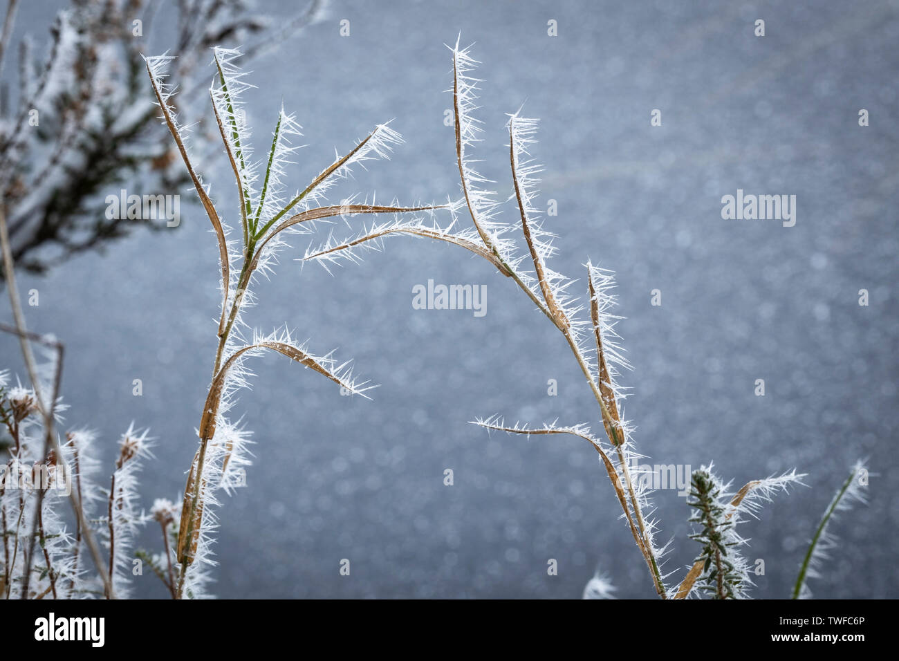 Frost auf Gras an Abernethy Wald in Schottland. Stockfoto