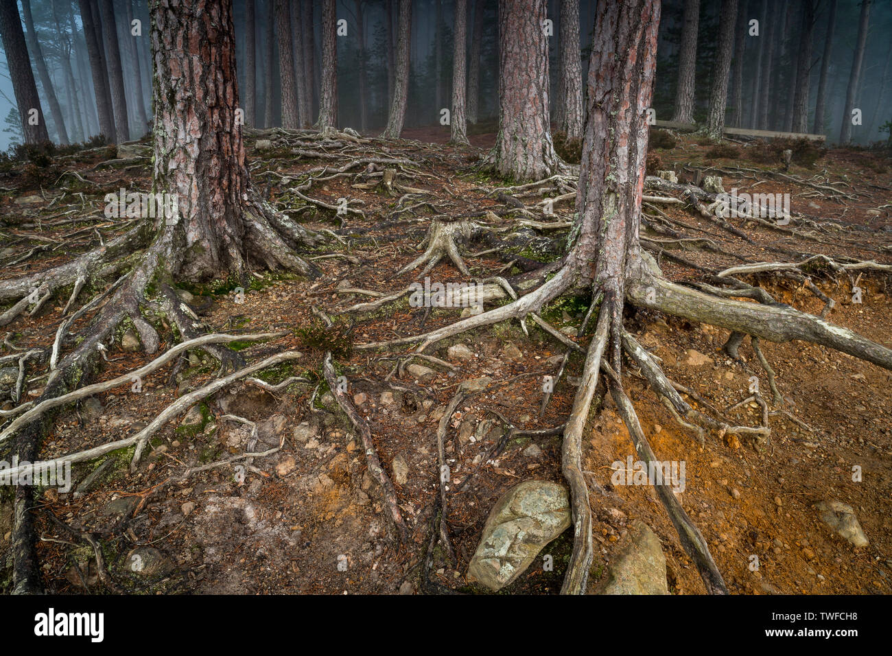 Freiliegende Föhren Wurzeln an Abernethy Kaledonischen Wald in Schottland. Stockfoto