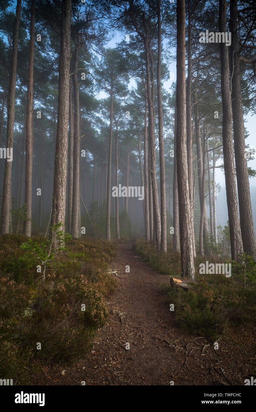 Caledonian Wald im Morgennebel bei Abernethy im Cairngorms Nationalpark von Schottland. Stockfoto