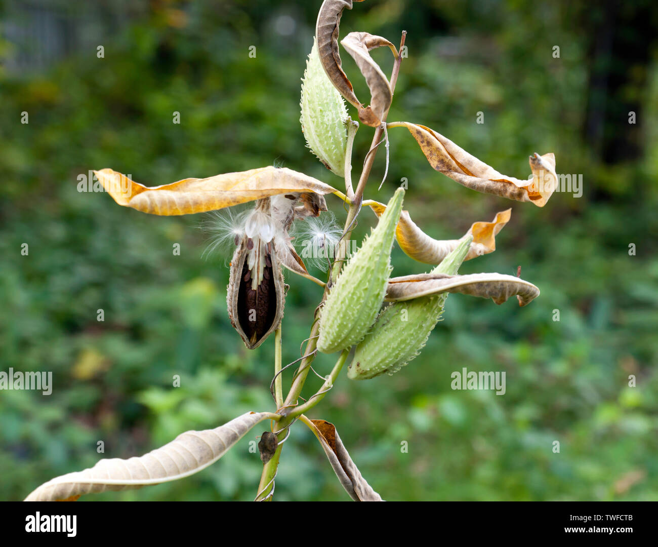 Nahaufnahme der Samenkapseln des Gemeinsamen Seidenpflanze (Asclepias syriaca) Stockfoto