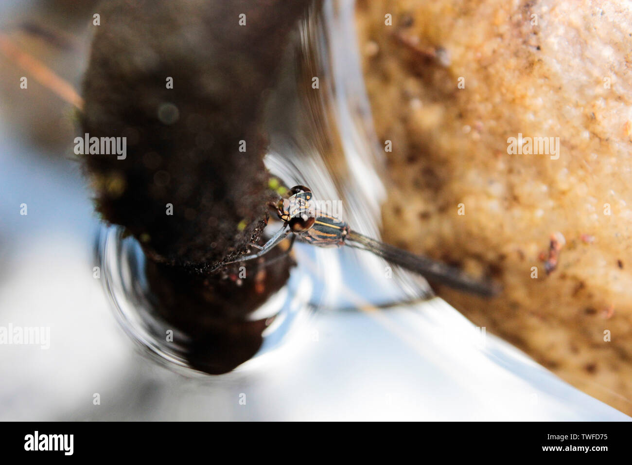Eine Sprite (ähnlich wie eine Libelle) auf einem Zweig mit den Überlegungen der Himmel im Wasser unter thront. Stockfoto