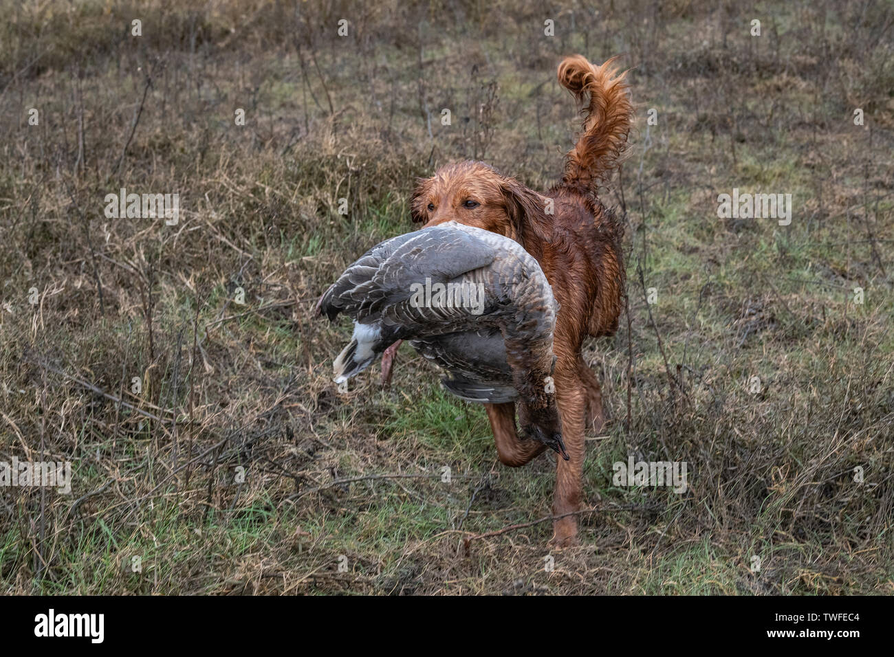 Wildfowling auf der Lincolnshire Waschen mit einem Labrador gundog Abrufen einer Gans. Stockfoto