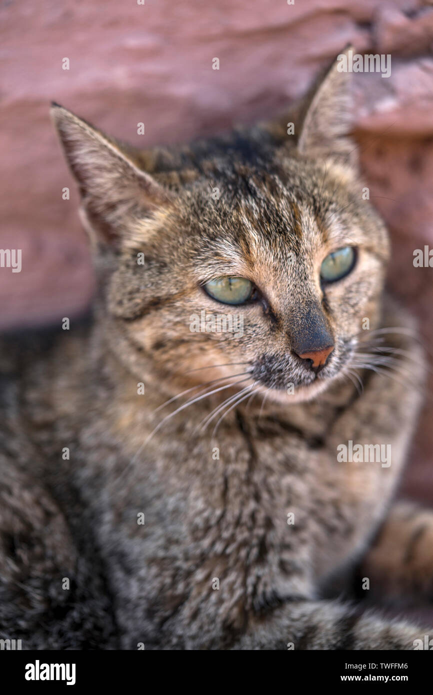 Eine schöne Arabian Mau Katze sitzt neben einer Klippe in der Nähe von Petra in Jordanien. Stockfoto