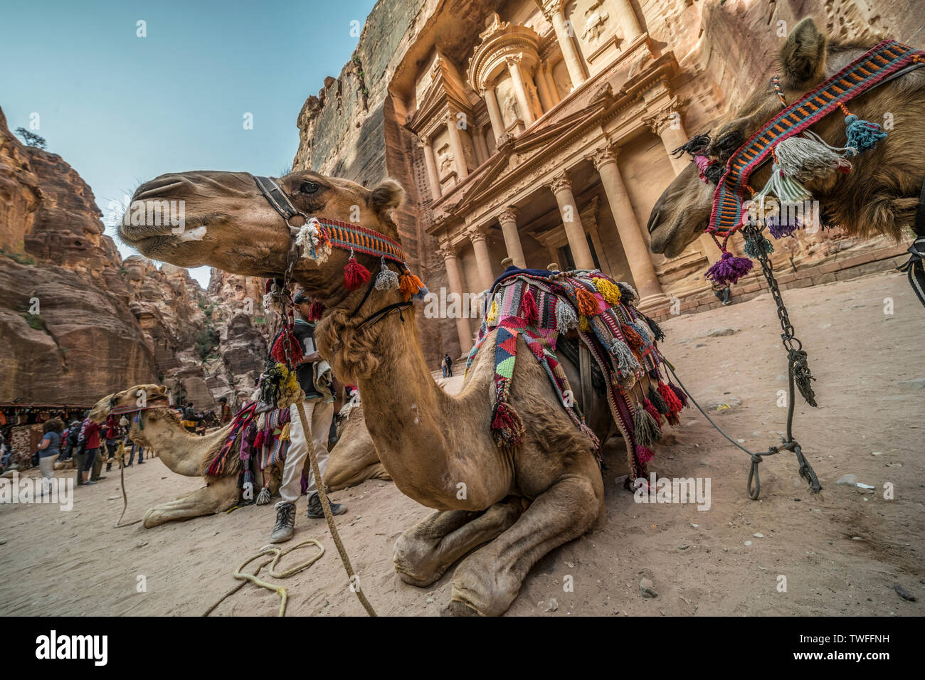 Kamele rest vor der imposanten Fassade des Al Kazneh in Petra in Jordanien. Stockfoto