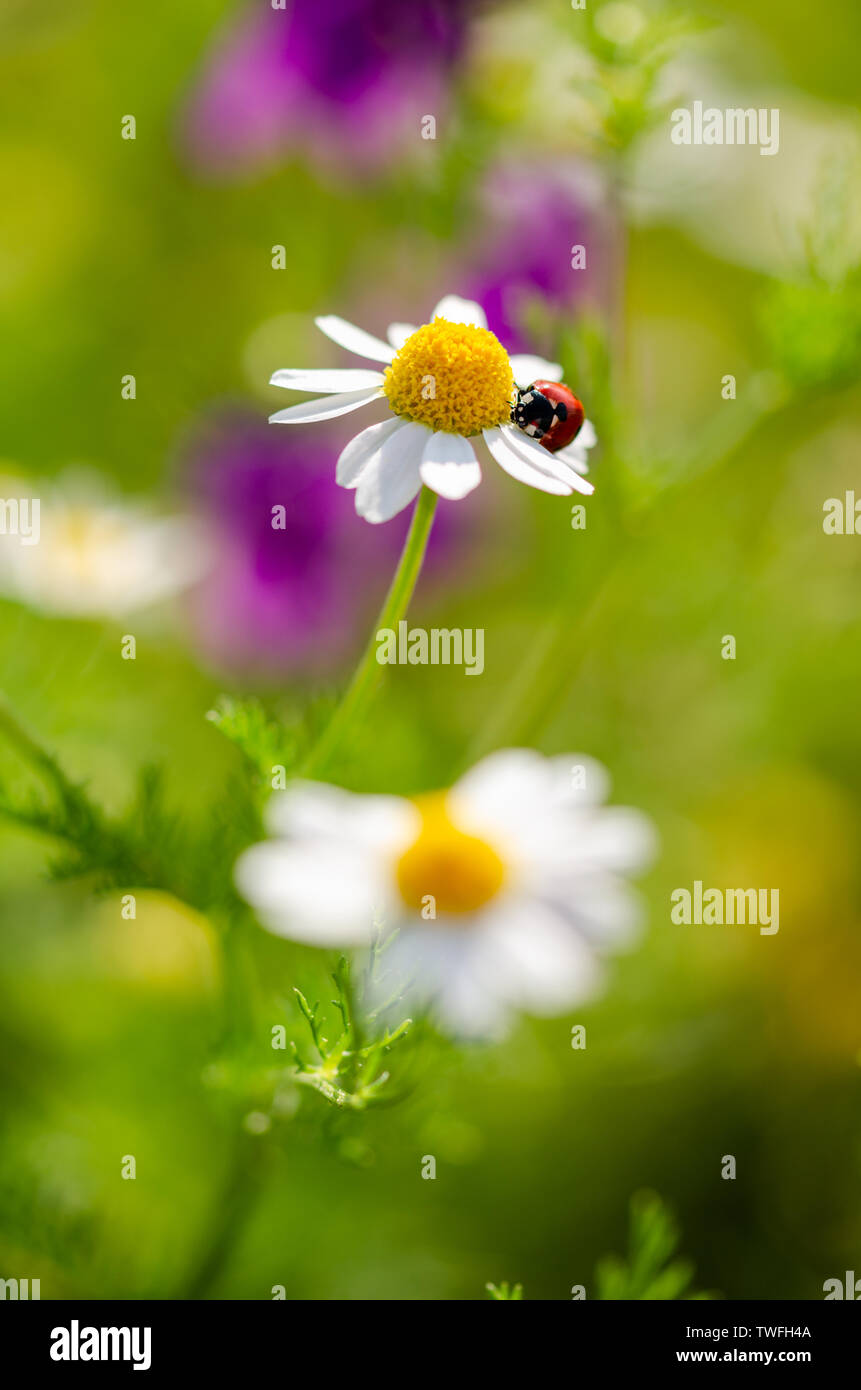 Der Marienkäfer sitzt auf einem Kamille Blüte. selektive Fokus und grünem Gras Hintergrund. Stockfoto