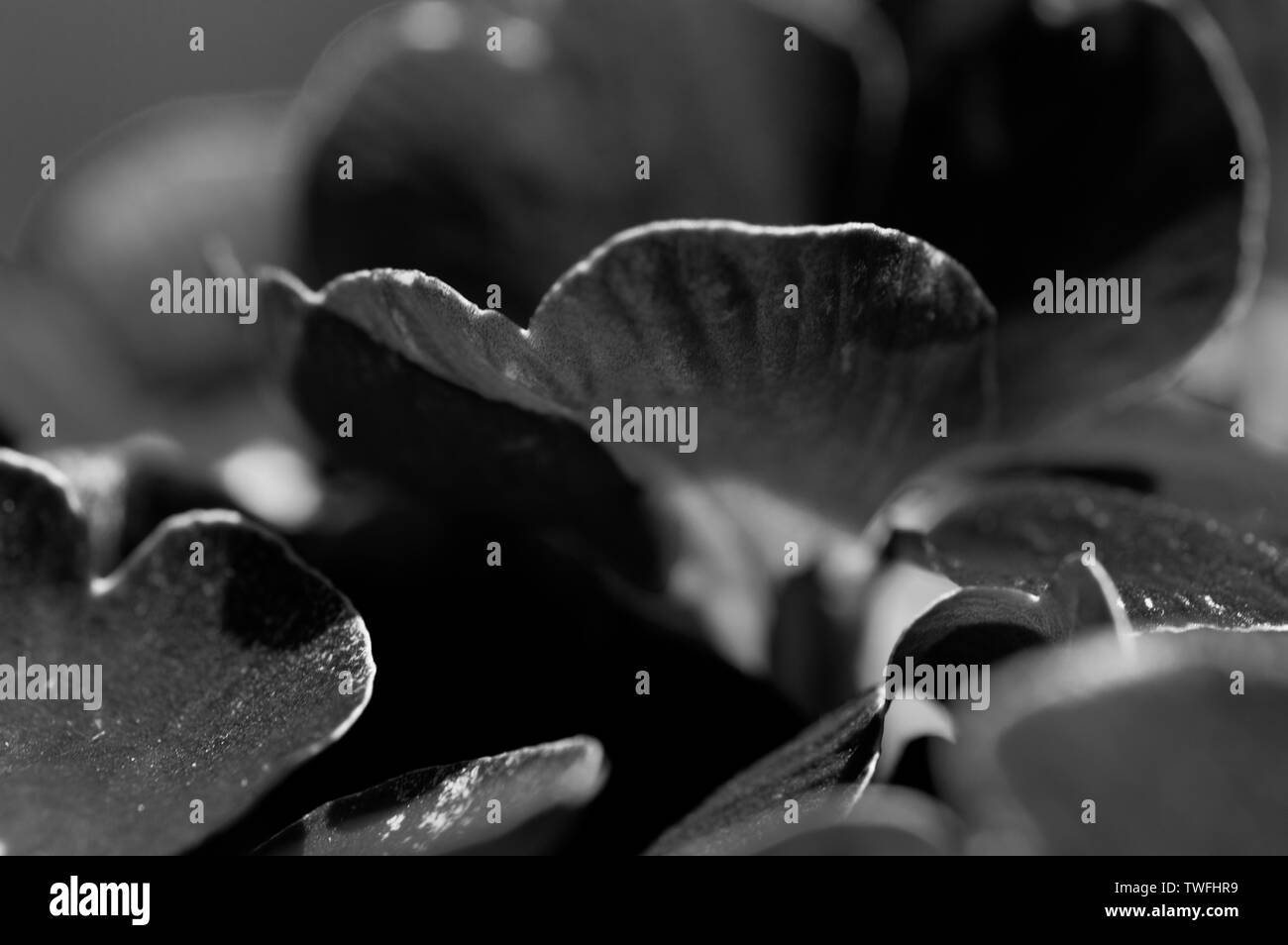 Eine Nahaufnahme, schwarz-weiß Bild von Primeln mit einem Makro Objektiv aufgenommen Stockfoto