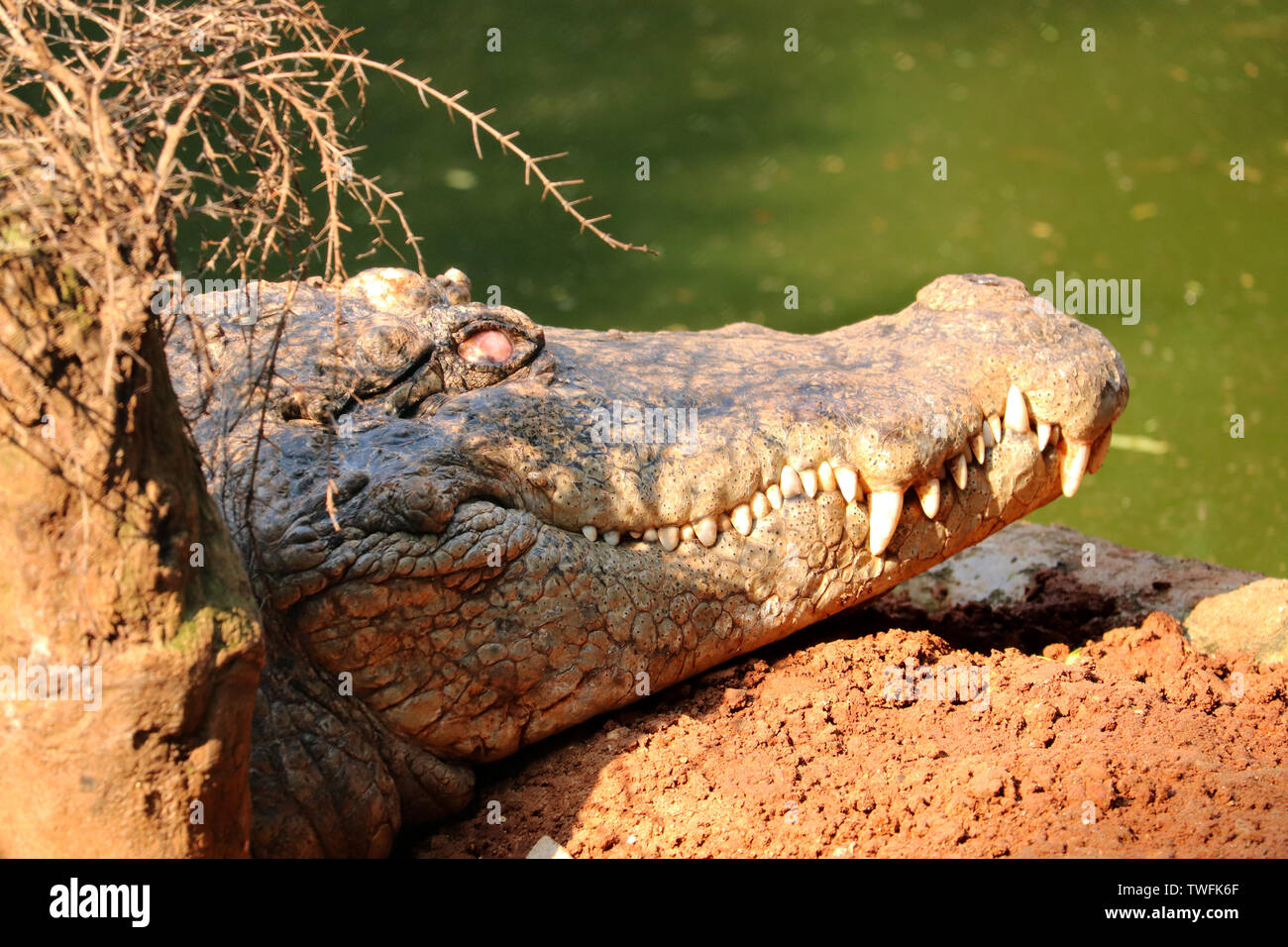 Krokodil ein Raubtier Tier Stockfoto