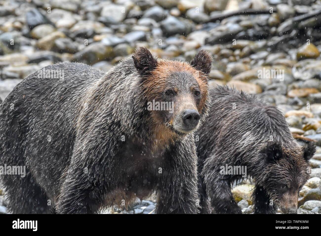 Grizzly Mutter und ihr Junges wandern in einem Fluss, Kanada Stockfoto