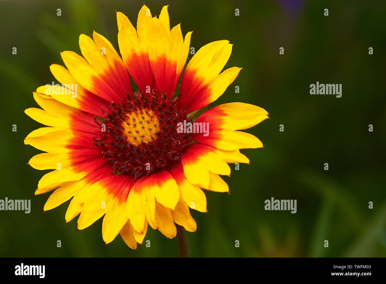 Makro Foto einer Blume mit bunten Blüten. Stockfoto