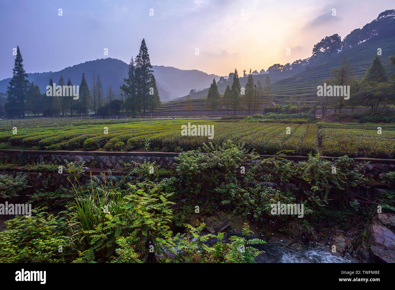 Tee Plantage bei Sonnenuntergang, Hangzhou, Provinz Zhejiang, China Stockfoto