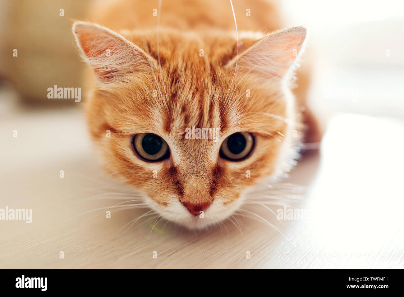 Ingwer Katze sitzt auf dem Boden im Wohnzimmer und Blick auf Kamera. Nahaufnahme Stockfoto