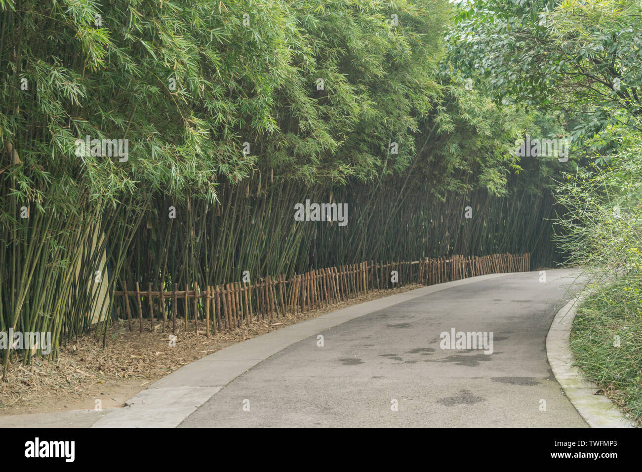 Bambus Wald Grünland Straße in Chengdu Stockfoto