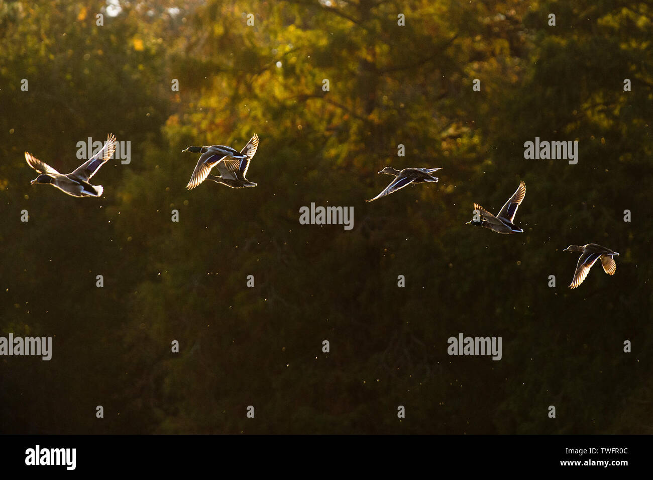 Eine Gruppe von stockenten weg fliegen, wie sie leuchten in der Sonne vor einem dunklen Hintergrund grüner Baum mit Wasser fallenden Tropfen aus ihren Flügeln. Stockfoto