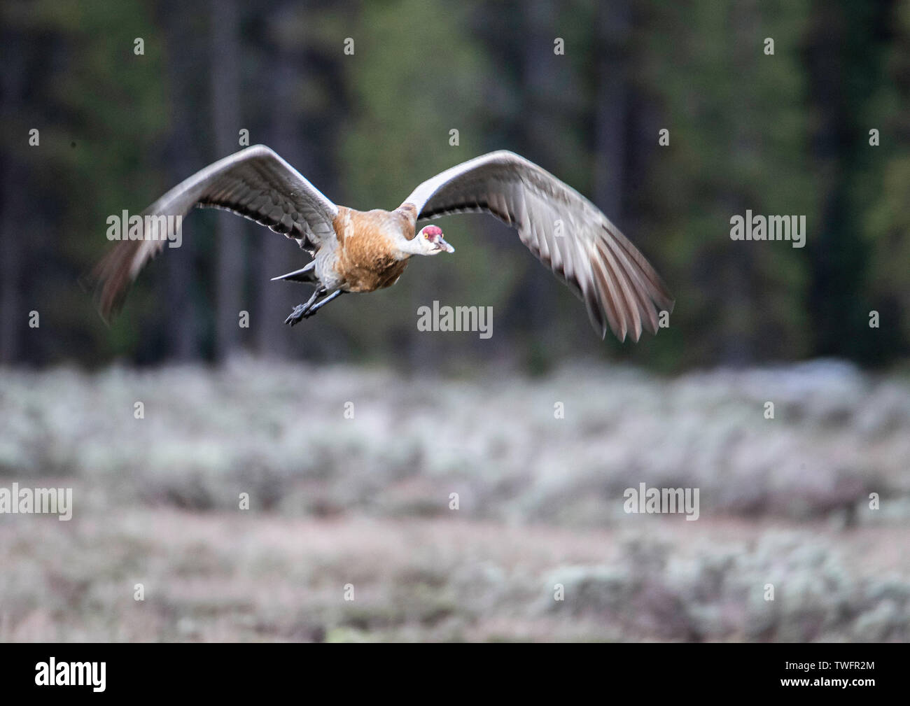 Sandhill Crane im Flug, mit Motion Blur Auf der Flügelenden. Moran, Yellowstone National Park, Wyoming, USA Stockfoto