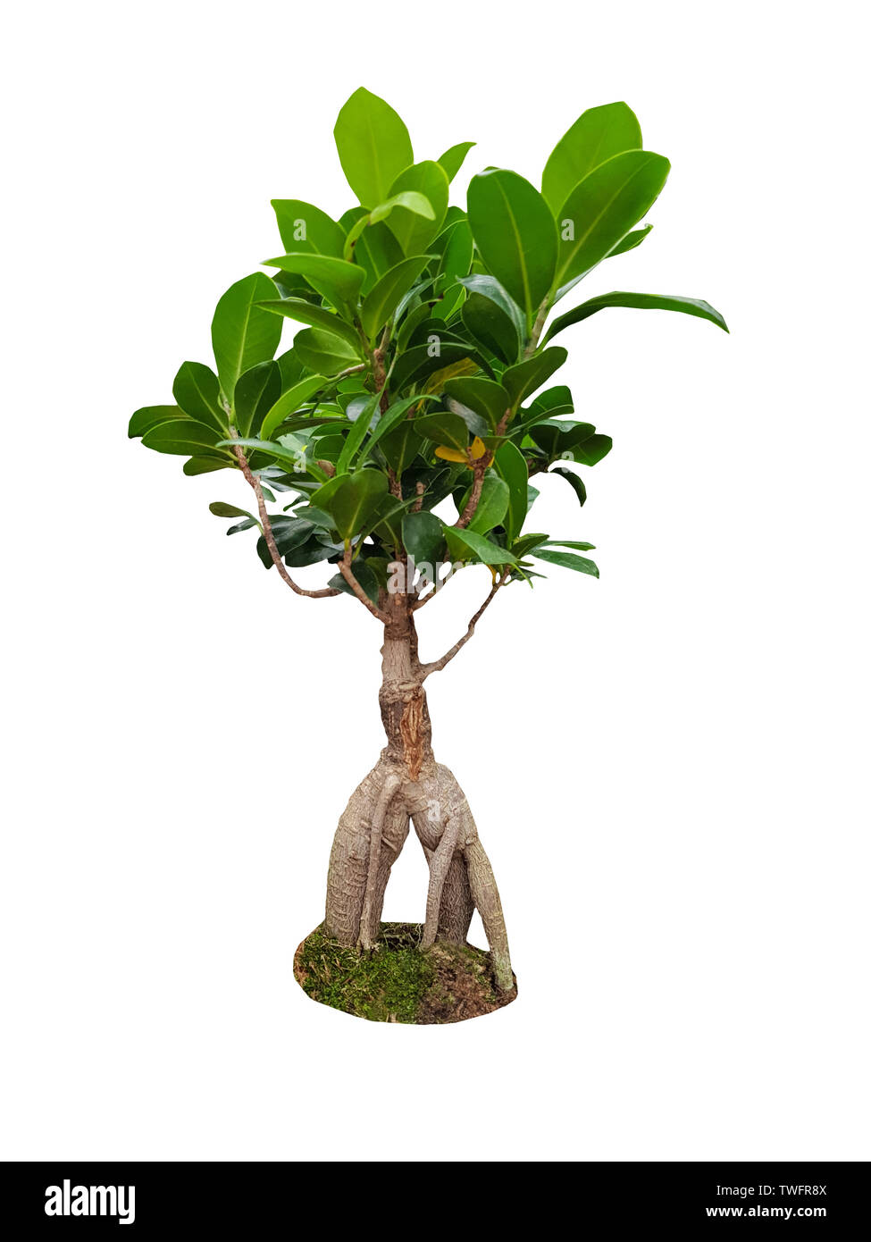 Dekorative Ficus Ginseng Baum auf weißem Hintergrund Stockfoto