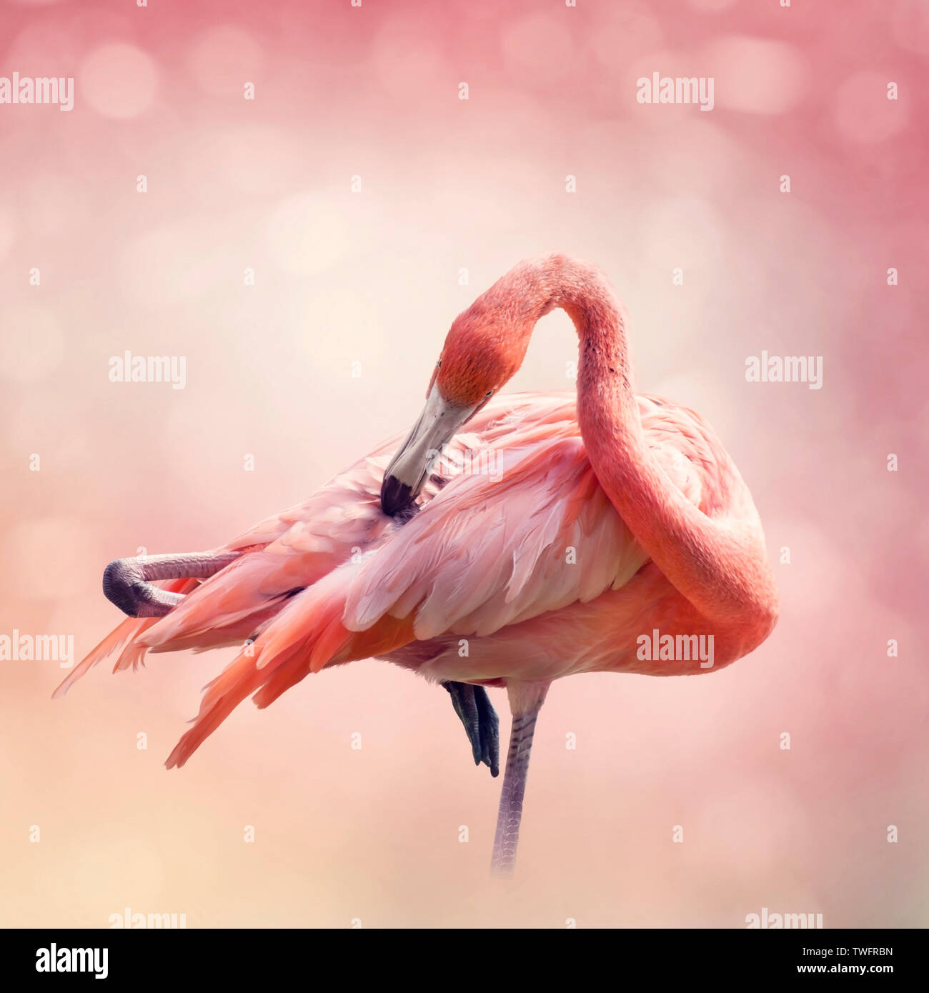 Rosa Flamingo Pflege seine Federn, aus nächster Nähe erschossen Stockfoto