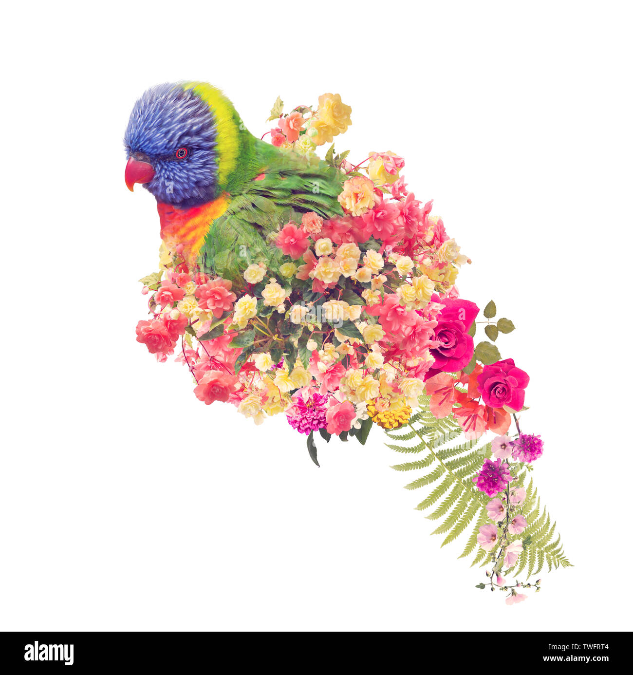 Rainbow Lorikeet Papageien mit Blumen anf verlässt. doppelten Effekt der Exposition Stockfoto