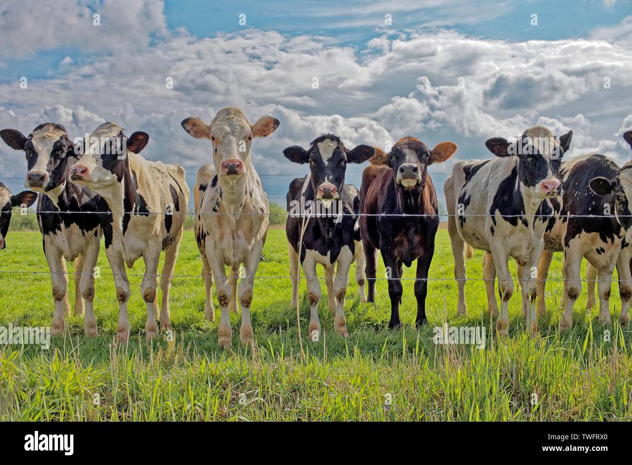 Reihe von Kälbern stehend in einem Feld, Ostfriesland, Niedersachsen, Deutschland Stockfoto