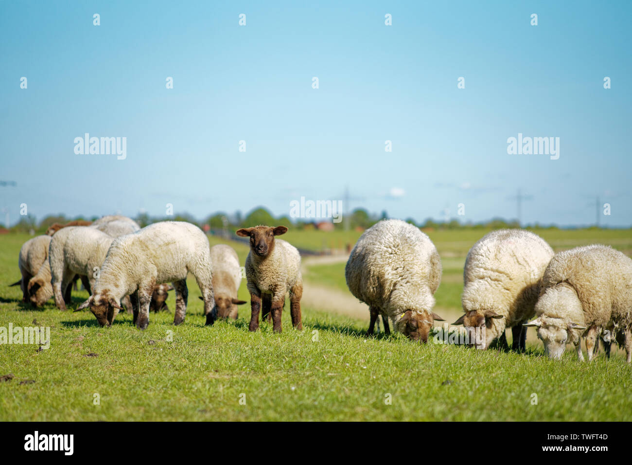 Junge Lämmer in einem Feld, Ostfriesland, Niedersachsen, Deutschland Stockfoto
