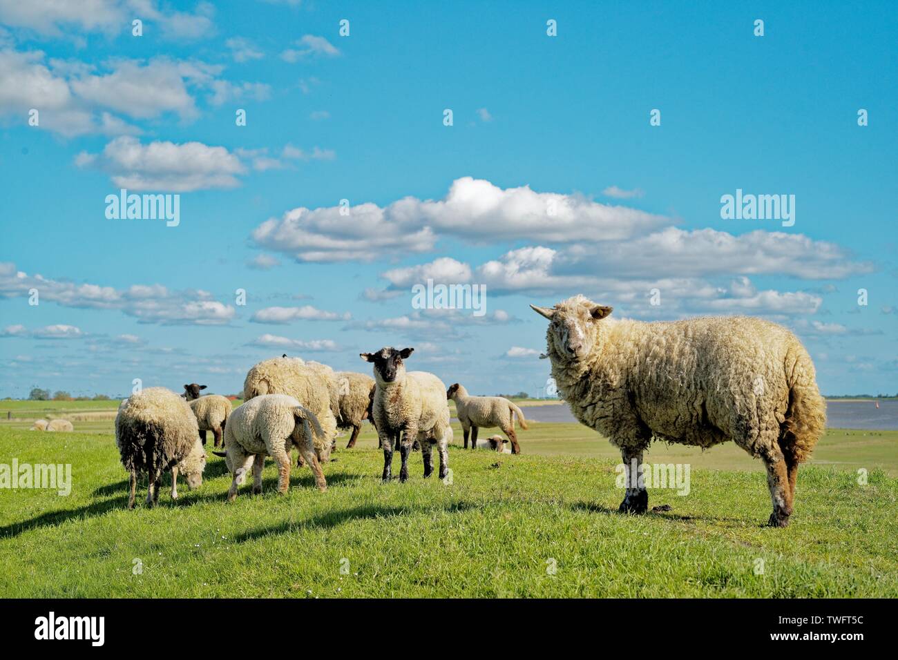 Schaf stehend in einem Feld, Ostfriesland, Niedersachsen, Deutschland Stockfoto