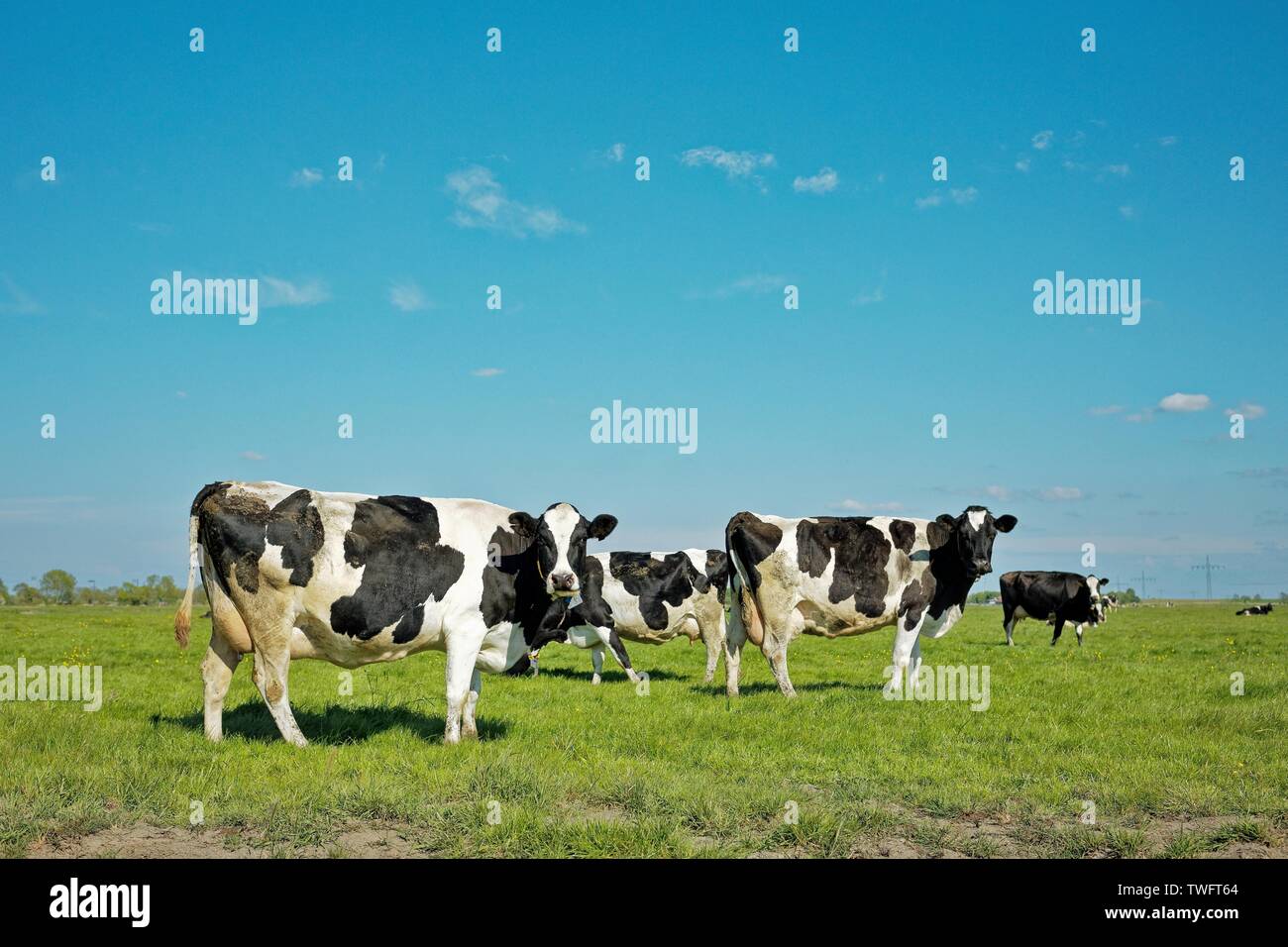Kühe stehen in einem Feld, Ostfriesland, Niedersachsen, Deutschland Stockfoto