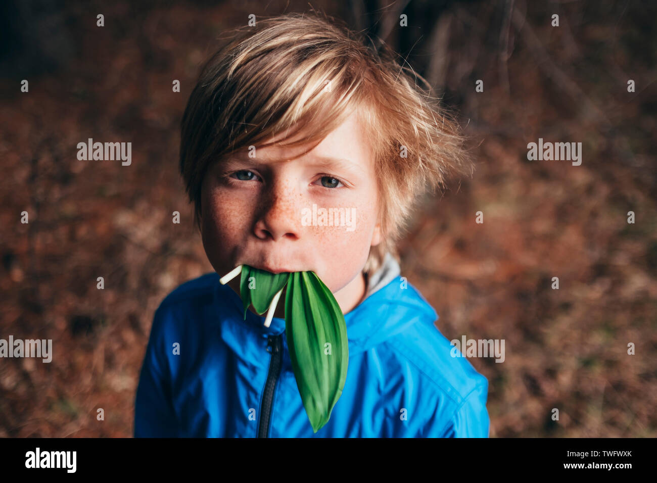 Porträt eines Jungen, der im Wald essen frische Rampe, United States Stockfoto