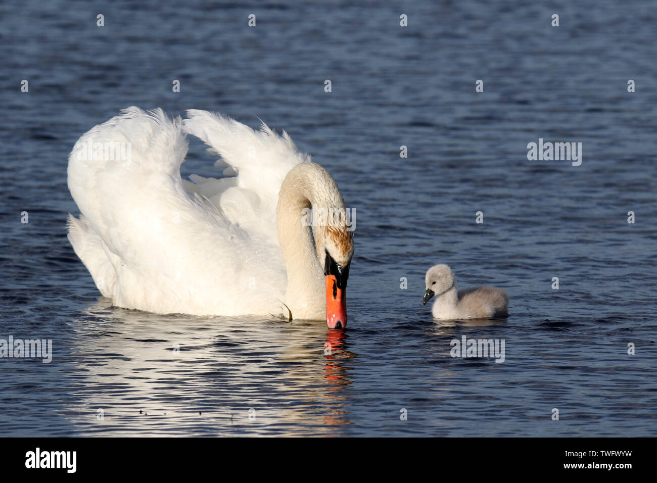 Eine flauschige Mute swan cygnet Schwimmen in der Nähe zu den übergeordneten Schwan im Frühjahr Stockfoto