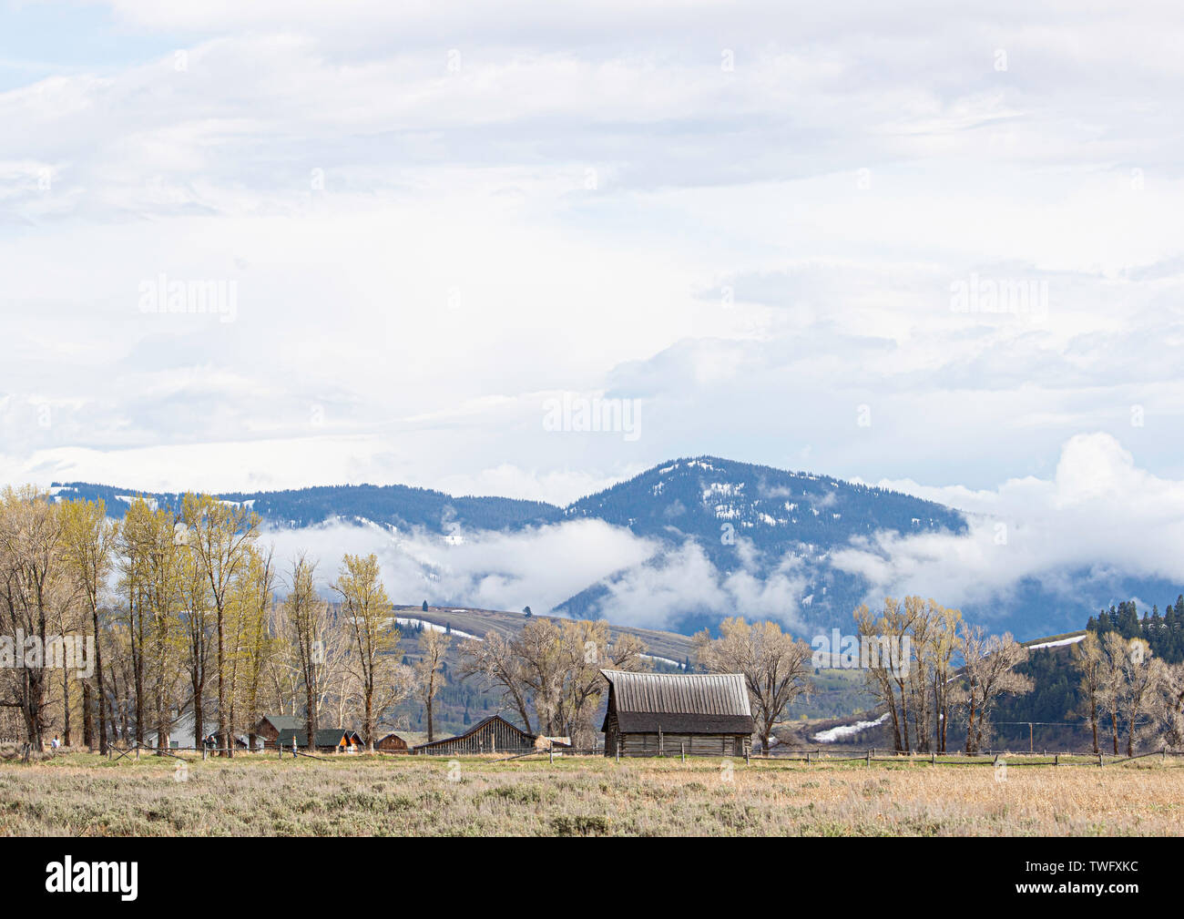 Scheunen in der mormonischen Reihe, Grand Teton National Park inmitten der Aspen Bäume. Stockfoto