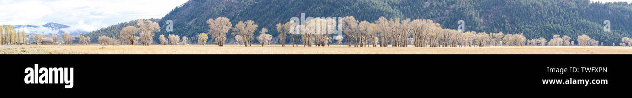 Panorama von Aspen Bäume in den Grand Teton National Park Stockfoto