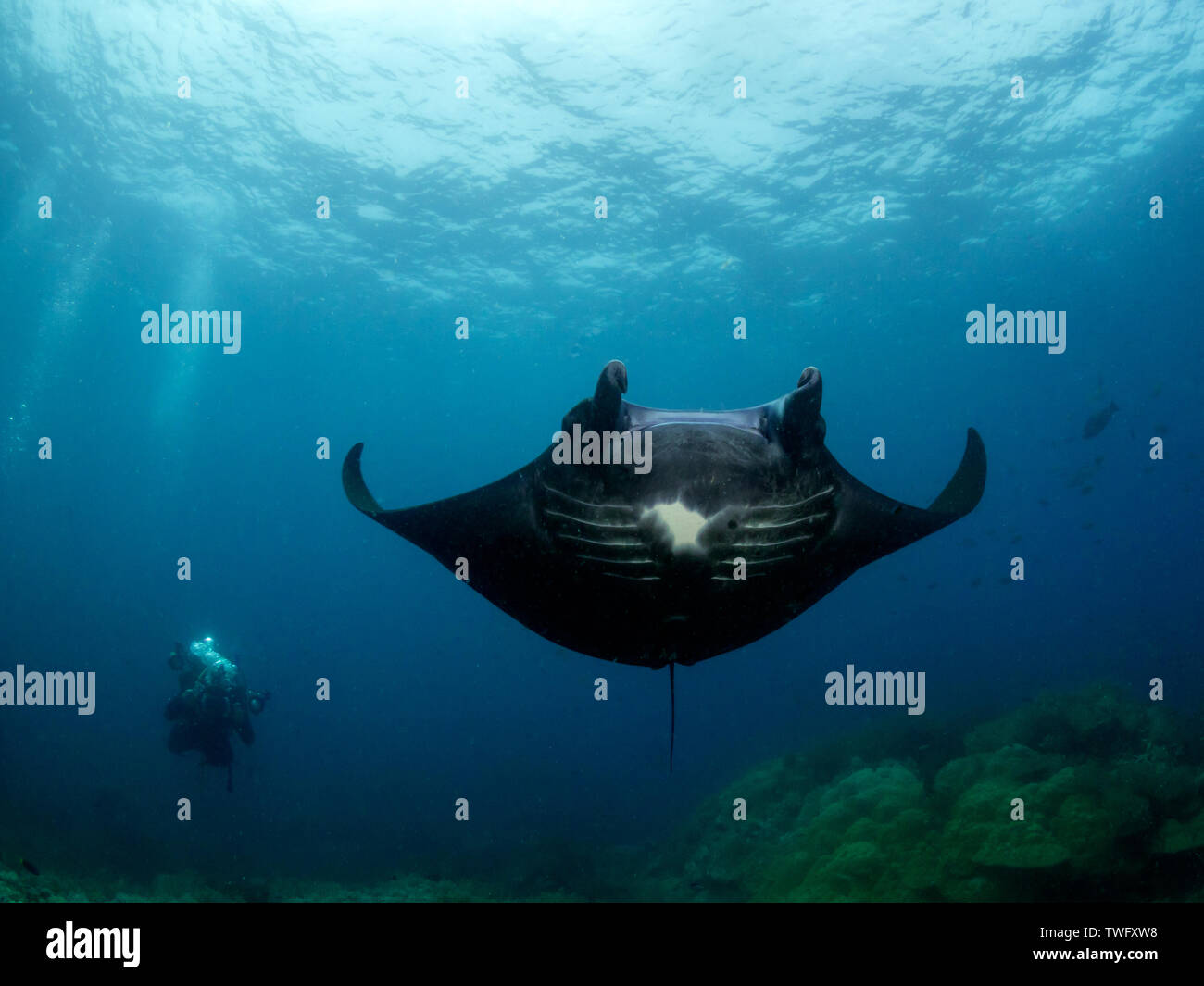 Scuba Diver Dreharbeiten ein Manta Ray Unterwasser, Raja Ampat, West Papua, Indonesien Stockfoto