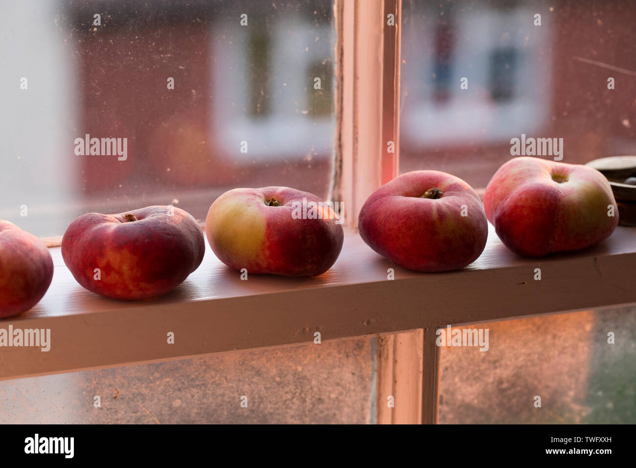 Flache Pfirsiche, aus Spanien importiert, und kaufte von einem Supermarkt in Großbritannien links auf dem Fensterbrett zu reifen. England UK GB Stockfoto