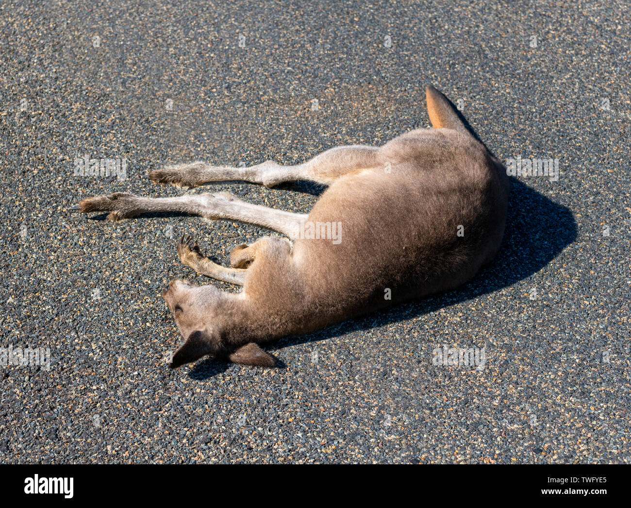 Totes Känguruh auf einer Straße in New South Wales, Australien Stockfoto