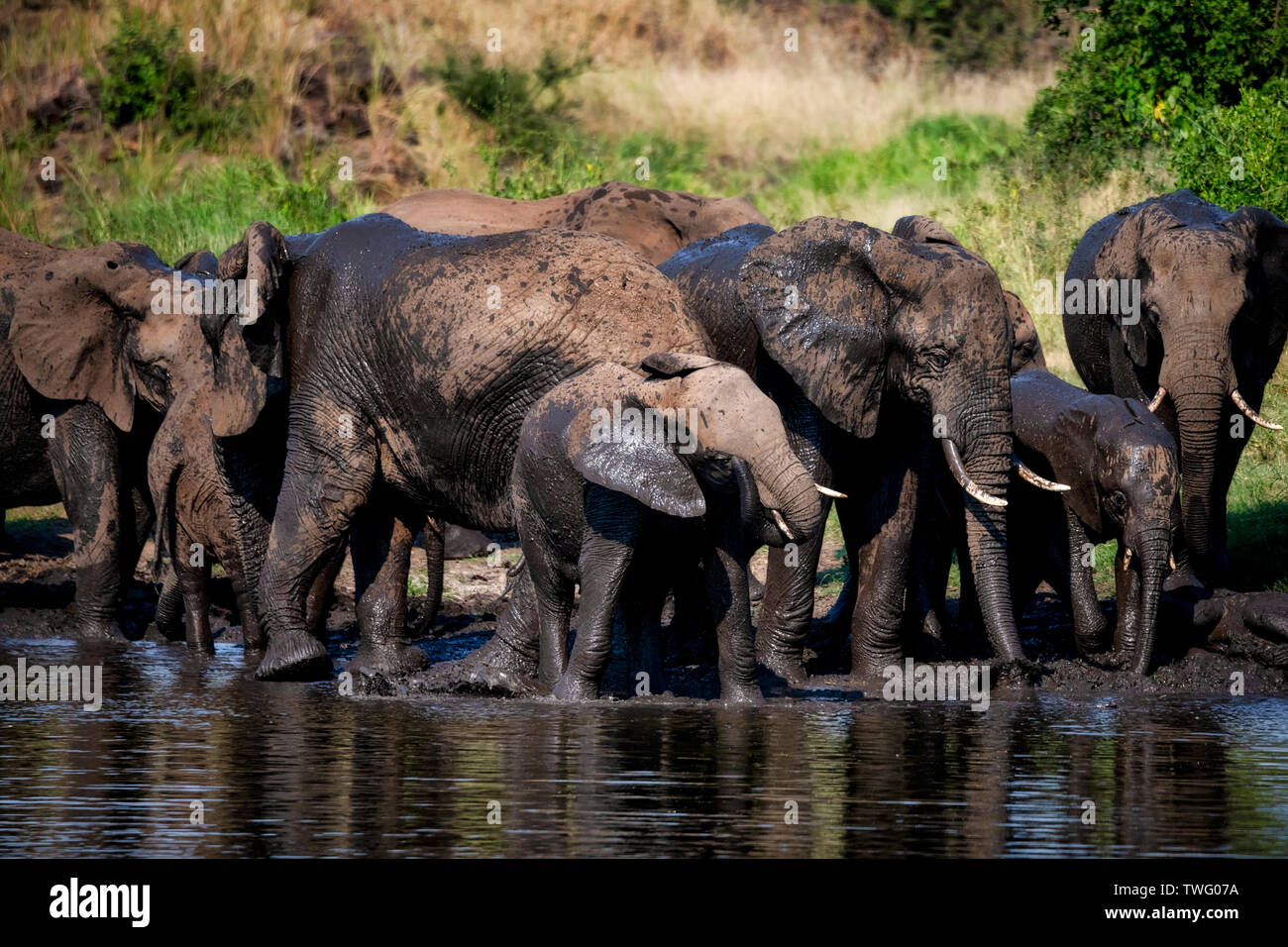 Eine Herde Elefanten trinken aus einem Fluss und Spielen im Schlamm Stockfoto
