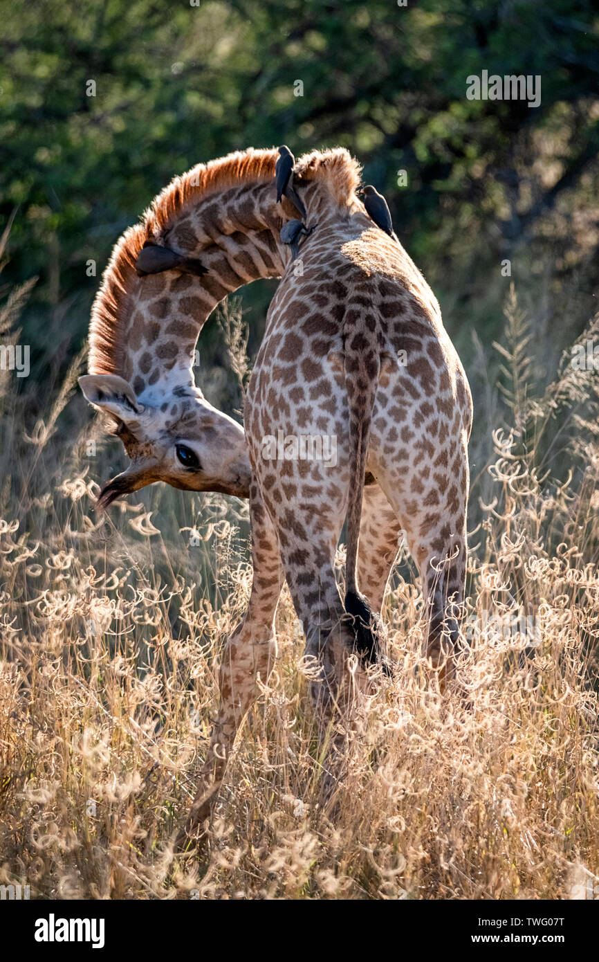Ein jugendlicher Giraffe mit dem Hals nach unten gebogen Stockfoto