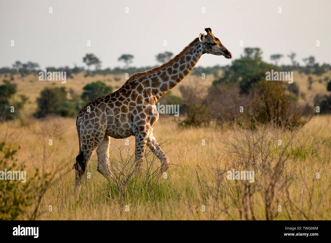 Eine Giraffe gehen über eine Wiese Stockfoto