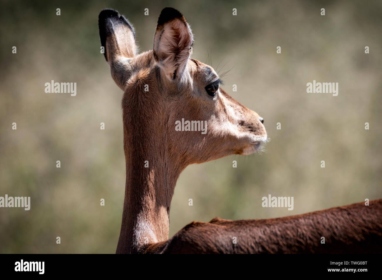 Ein weibliches Impala über die Schulter schauen Stockfoto Ein weibliches Impala über die Schulter schauen Stockfoto
