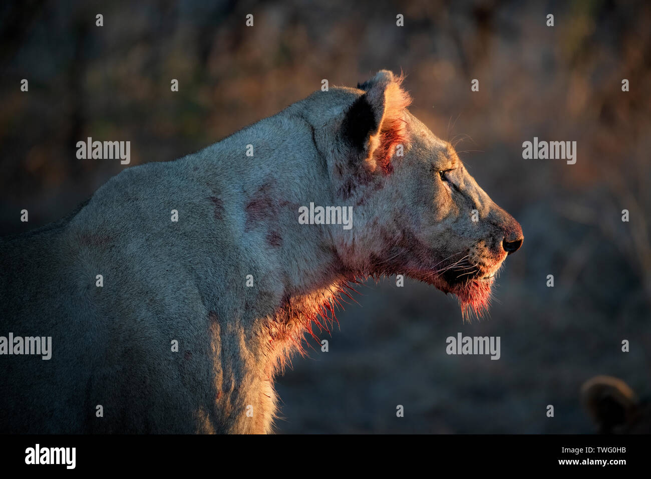 Eine Löwin mit Blut im Gesicht Stockfoto Eine Löwin mit Blut im Gesicht Stockfoto