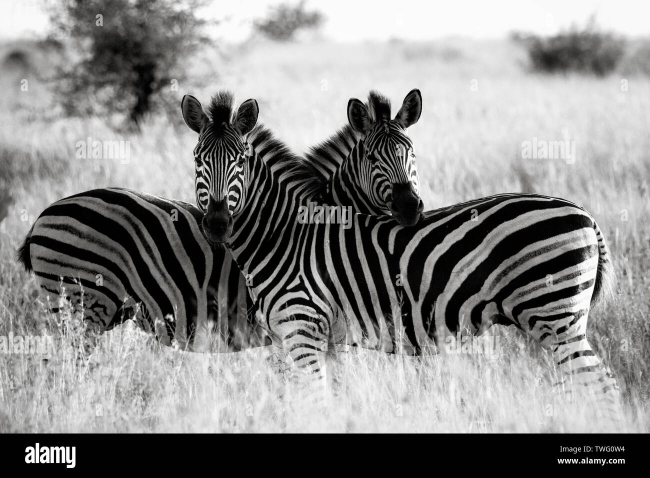 Zwei Zebras spiegeln einander Stockfoto