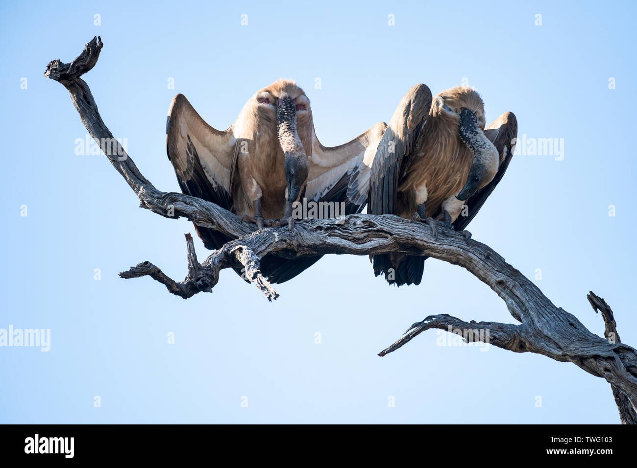 Zwei Kap Geier thront auf einem toten Baum Stockfoto