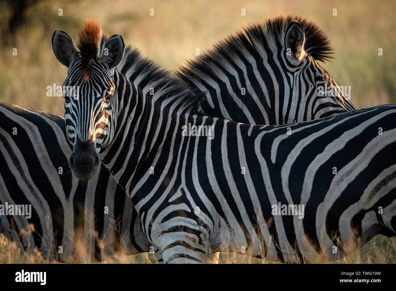Zwei Zebras gegenüberliegend Stockfoto