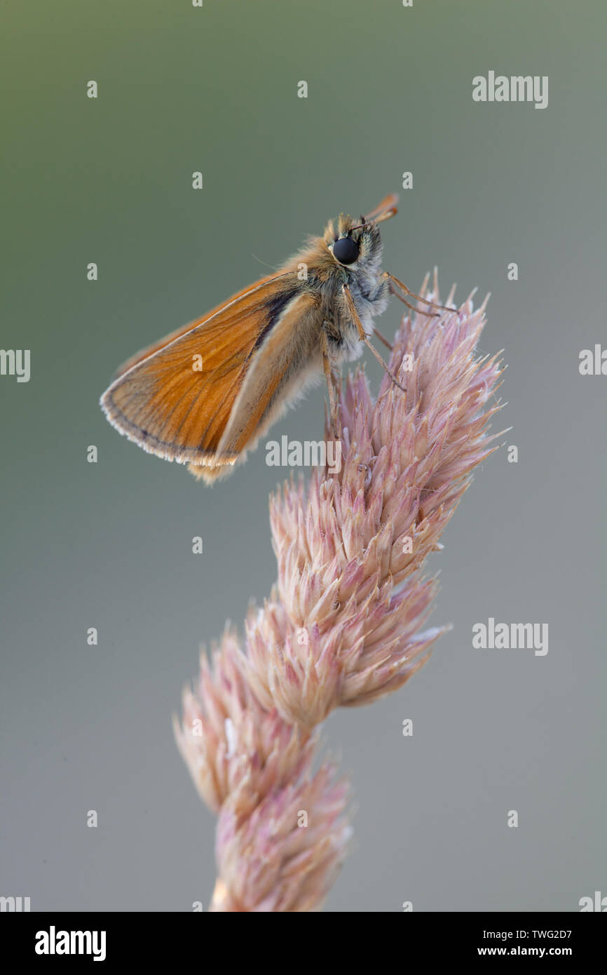 Eine kleine skipper Schmetterling auf einem Gras Stammzellen in einer Blumenwiese, Hampshire, Großbritannien Stockfoto