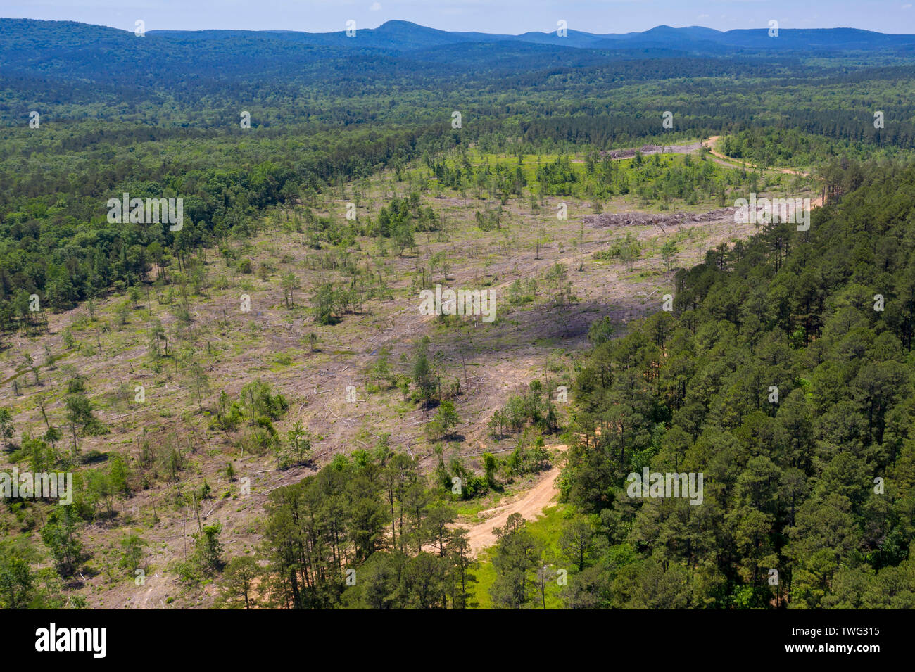 Williams Junction, Arkansas - eine Protokollierung klare in Ouachita National Forest. Stockfoto