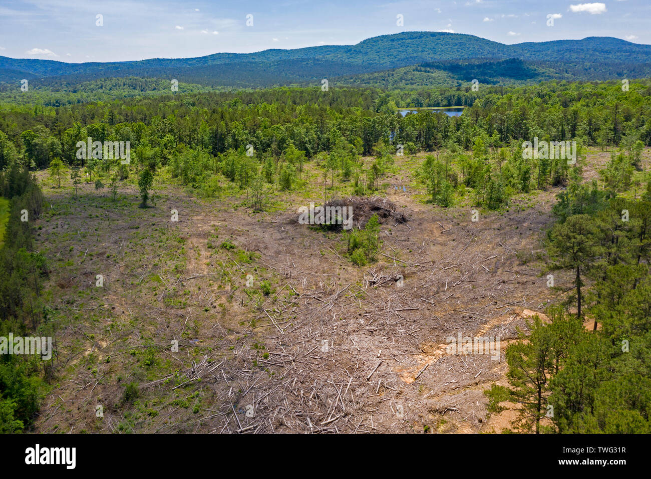 Williams Junction, Arkansas - eine Protokollierung klare in Ouachita National Forest. Stockfoto