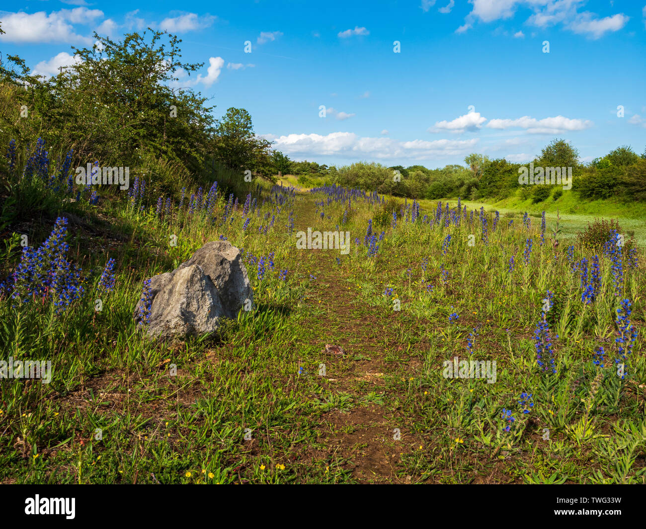 Fußweg durch Gras und Wildblumen im Rauceby Warren Naturschutzgebiet In der Nähe von Sleaford in Lincolnshire Stockfoto